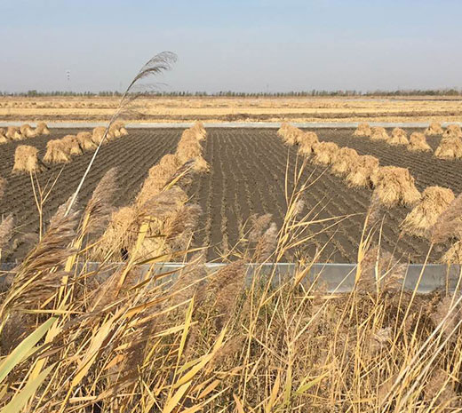 盤(pán)錦綠傲米業(yè)有限公司規(guī)模！